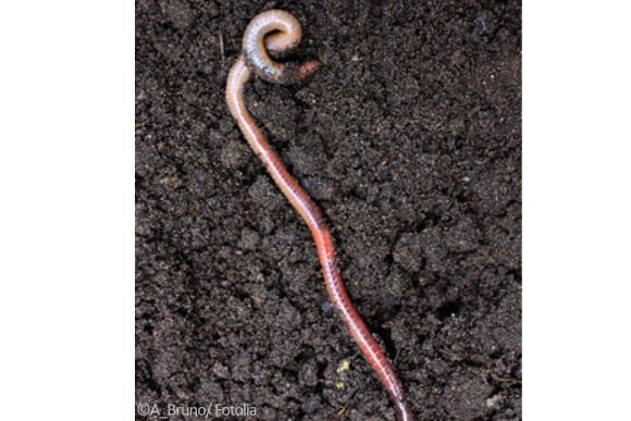 Bodentier Regenwurm