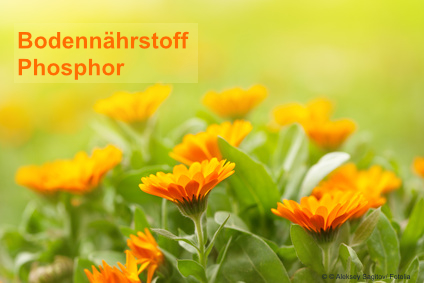 Bodennährstoff Phosphor