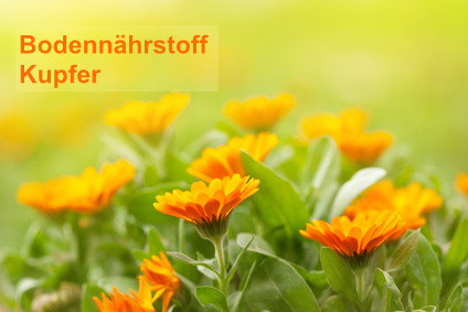 Bodennährstoff Kupfer