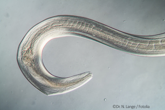 nematode