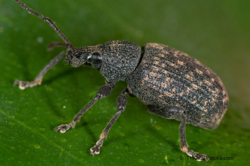 dickmaulruessler